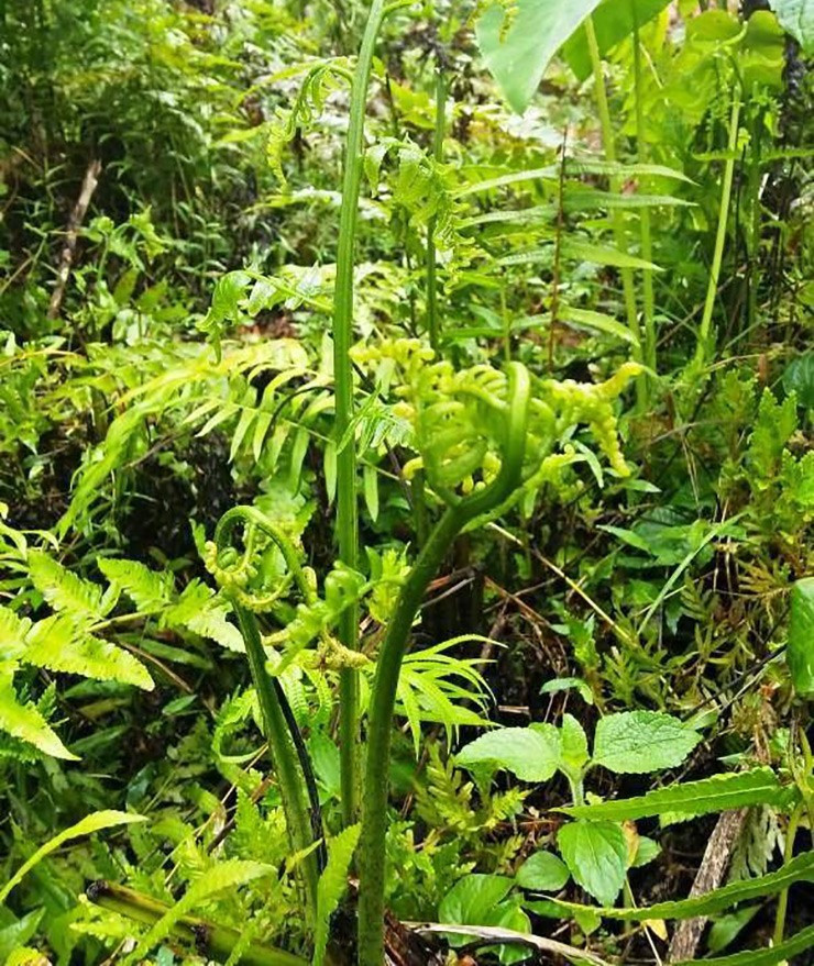 Loại rau được người Trung Quốc xem như 'rau trường sinh' nhưng ở Việt Nam lại mọc dại, ít người biết - ảnh 1