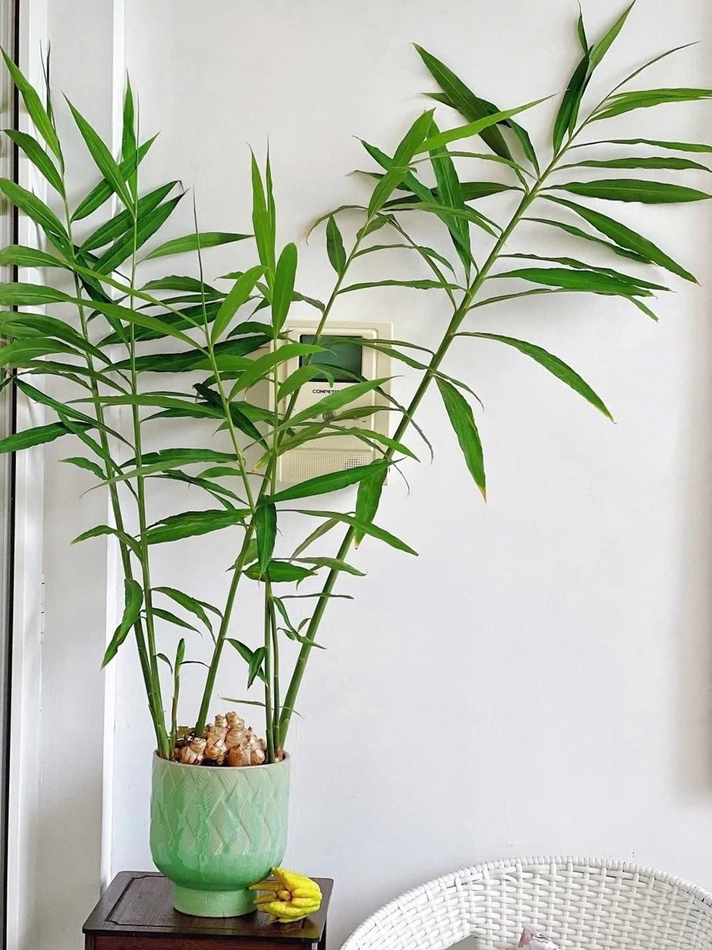 5 điều cần biết khi chơi chậu gừng trong nhà - ảnh 3