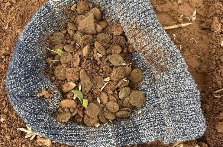 Cụ ông U70 đào trúng 'kho báu' chứa 400 đồng tiền trên cánh đồng, niên đại ước tính 1.800 năm - ảnh 1