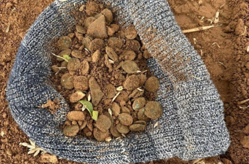 Cụ ông U70 đào trúng 'kho báu' chứa 400 đồng tiền trên cánh đồng, niên đại ước tính 1.800 năm