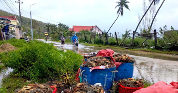 Tôm hùm chết sạch, chất đống bốc mùi hôi thối sau lũ