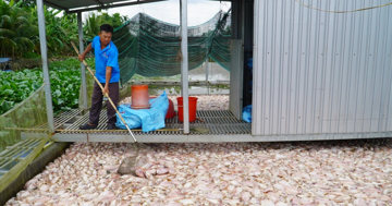 Vì sao hơn 74 tấn cá chết bất thường ở Cần Thơ?