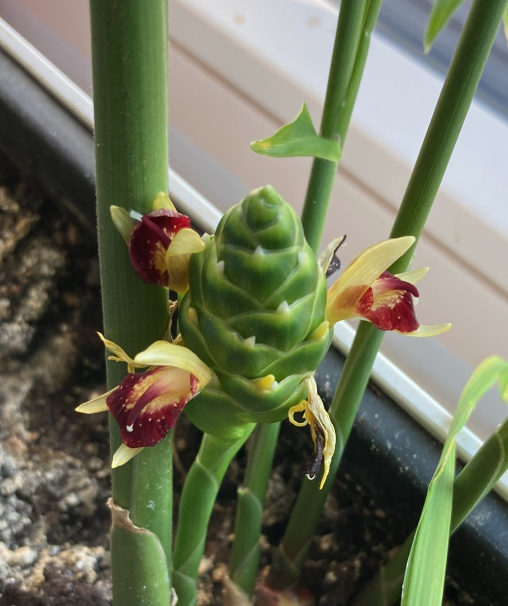 Cách trồng gừng theo từng mệnh để hút trọn may mắn, điềm dữ hóa lành, tài lộc đầy nhà - ảnh 5