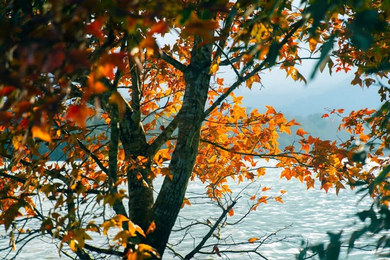 Miền Trung của Việt Nam có một nơi được ví như 'góc trời Âu thu nhỏ', rừng phong hương đổi màu đẹp ngỡ ngàng - ảnh 6