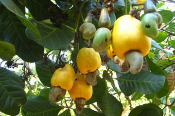 Loại hạt 'vạn người mê' của Việt Nam lập kỷ lục hơn 4,27 tỷ USD sau 10 tháng: Trung Quốc bứt tốc mua vào, Đức tăng mạnh nhập khẩu