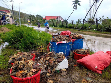 'Thủ phủ tôm hùm' bị xóa sổ