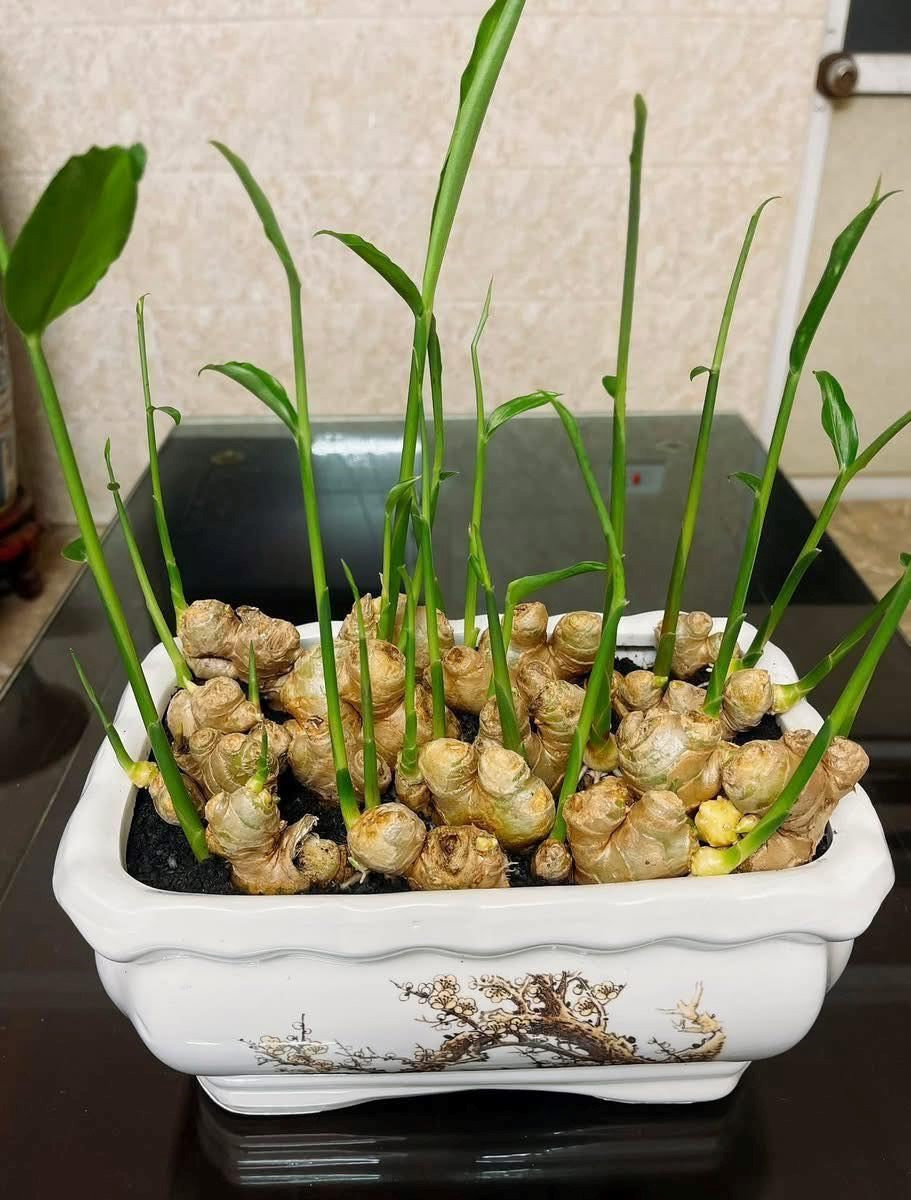 Cách trồng gừng theo từng mệnh để hút trọn may mắn, điềm dữ hóa lành, tài lộc đầy nhà - ảnh 4