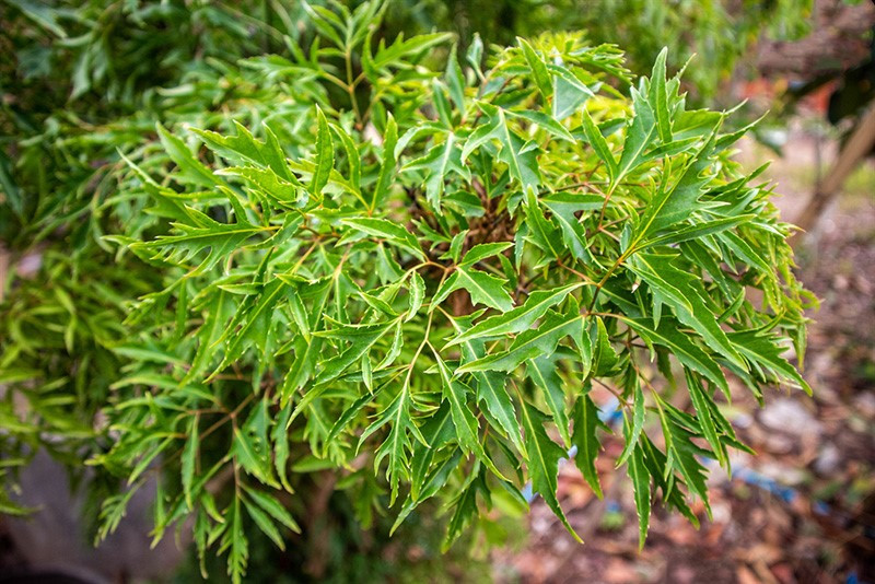 Việt Nam có một loại cây dược liệu quý, được gọi là 'nhân sâm của người nghèo', giá thành cực rẻ - ảnh 1