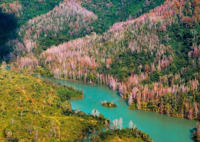 Miền Trung của Việt Nam có một nơi được ví như 'góc trời Âu thu nhỏ', rừng phong hương đổi màu đẹp ngỡ ngàng - ảnh 2