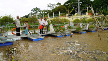 Bí ẩn: Hàng chục tấn cá hoang quy tụ về Đồng Tháp 'xin ăn', dân địa phương lập đội bảo vệ như báu vật