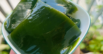 Không cần đất tốt, không cần chăm nhiều loại cây này vẫn đem về 2 tỷ mỗi năm cho nông dân