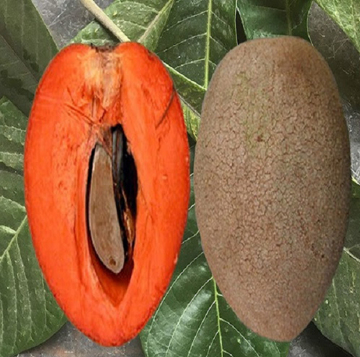 Quả 'lạ mà quen' nặng tới 2 kg bất ngờ thành đặc sản đắt khách, giá 400.000 đồng/kg vẫn được săn lùng