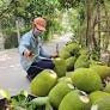 Việt Nam ký Nghị định thư 'mở đường' cho mít tươi vào thị trường Trung Quốc