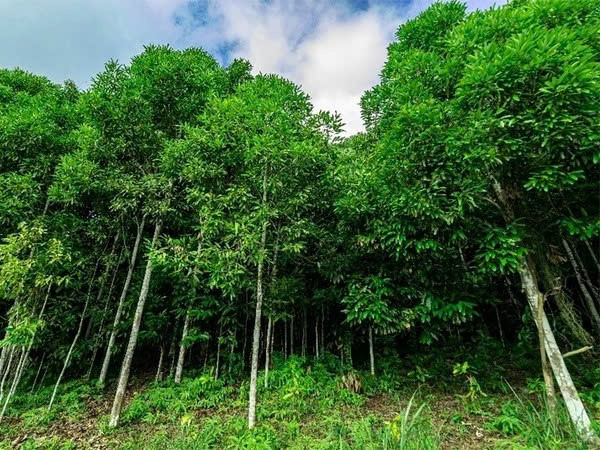 Loại cây được ví như 'vàng xanh' của nông nghiệp Việt Nam, mang lợi ích sức khỏe bất ngờ - ảnh 1