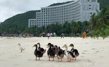 Vinpearl Nha Trang phát 'tin khẩn'