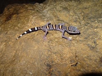 Việt Nam sở hữu 'báu vật' tự nhiên đang đứng trước nguy cơ bị xóa sổ, trên thế giới chỉ 2 nước có