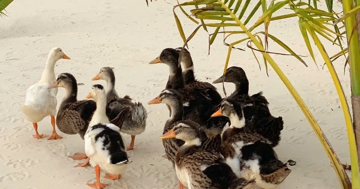 Độc lạ cuộc thi đặt tên cho đàn vịt theo lũ dữ đến resort 5 sao