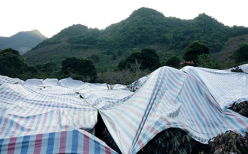 Nông dân Sơn La tức tốc phủ bạt, hun khói cứu kho 'vàng đen' giữa đêm