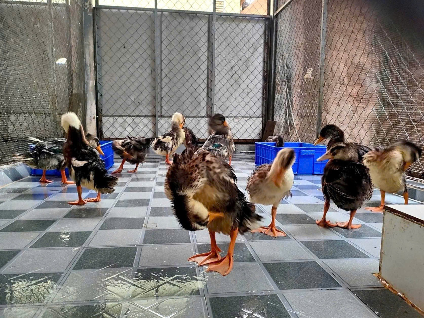 Resort đưa đàn vịt về khu vực sở thú nội bộ để tiện chăm sóc 9a4df6e5a95825067c49.jpg
