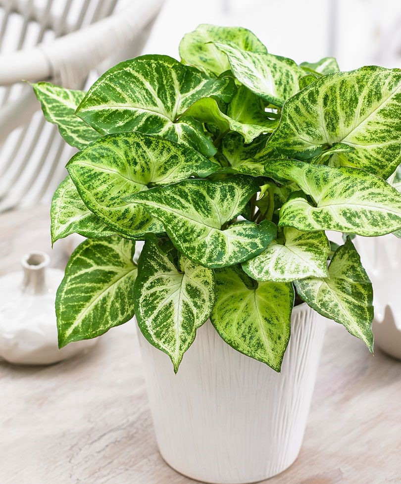 6 loại cây hợp mệnh Thủy nên đặt trên bàn làm việc để thu hút tài lộc, cân bằng năng lượng - ảnh 4