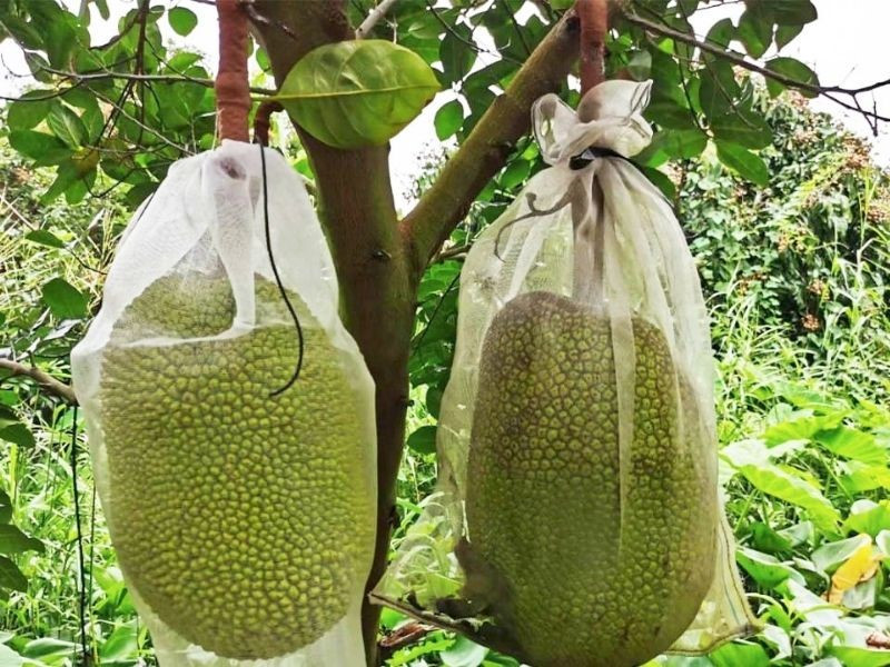 Vì sao trộm 2 quả mít chưa đến 400.000 đồng lại bị khởi tố? - ảnh 1