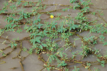 Rau dại mọc bờ mương một thời bị chê, nay thành đặc sản đắt khách: Trồng 1 tháng đã thu hoạch, bán quanh năm