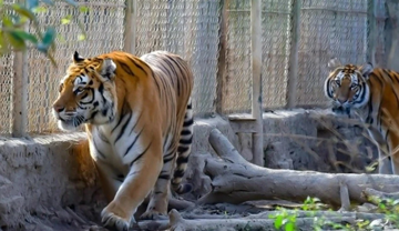 9 cá thể hổ nuôi trái phép ở Thanh Hóa giờ ra sao?