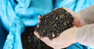 Nước ta thu về 1,4 tỷ USD, xuất khẩu ‘vàng đen’ sắp phá kỷ lục lịch sử