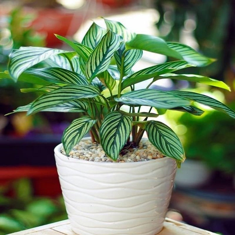 Loại cây được mệnh danh là 'bùa may mắn', nên trồng trong nhà để tăng vận khí, hút tài lộc - ảnh 1