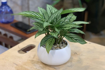 Loại cây được mệnh danh là 'bùa may mắn', nên trồng trong nhà để tăng vận khí, hút tài lộc