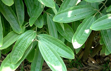 Loại cây tỷ đô được nông dân Việt trồng bạt ngàn, vỏ hay lá đều có thể ‘hái ra tiền’, cạnh tranh với Trung Quốc để đứng top 1 thế giới