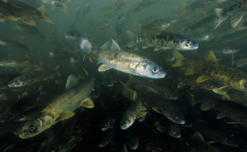 Phát hiện 800.000 tấn cá dưới lòng hồ nhưng người dân không ai dám ăn