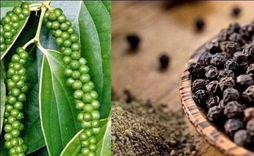 'Vàng đen' của Việt Nam bứt phá mạnh mẽ: Xuất khẩu lập kỷ lục mới, hướng tới mốc 1,5 tỷ USD