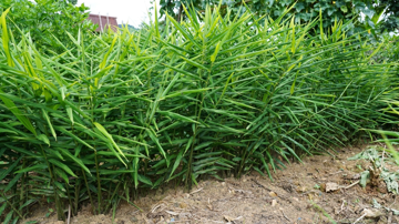 Việt Nam sở hữu 'cặp đôi củ gia vị' được ví như 'mỏ vàng dưới lòng đất': Xuất khẩu thu hơn 48 triệu USD, lọt top 3 toàn cầu