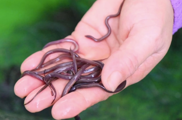 Loài cá từng bị coi là món quê nghèo, nay khiến cả thế giới săn đón và giúp nông dân Việt thu 400 triệu đồng mỗi năm