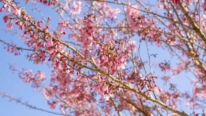 Việt Nam có một nơi được mệnh danh là 'châu Âu thu nhỏ', cách Hà Nội hơn 300km, đang bước vào mùa hoa đẹp nhất năm - ảnh 2