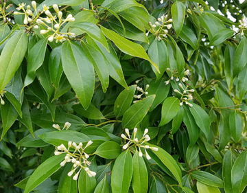 Loài cây gia vị quý được Việt Nam trồng bạt ngàn, vỏ - lá đều bán được tiền: Thu về 272 triệu USD từ đầu năm, nước ta là 'ông trùm' thế giới