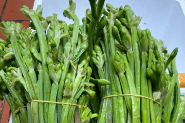 Loại rau từng mọc bạt ngàn không ai hái nay thành đặc sản 120.000 đồng/kg: Nhà giàu săn lùng, muốn mua phải đặt trước