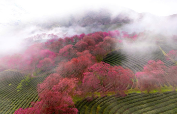 Việt Nam có một nơi được mệnh danh là 'châu Âu thu nhỏ', cách Hà Nội hơn 300km, đang bước vào mùa hoa đẹp nhất năm