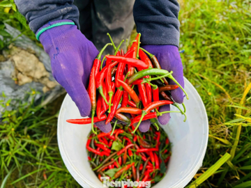 Việt Nam phải nhập hơn 23 triệu USD ớt dù đang xuất siêu, có thời điểm tăng 125%