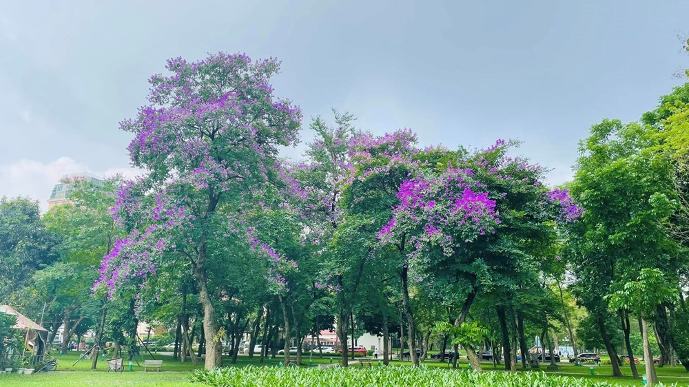 Công viên 50ha là 'lá phổi xanh' của Thủ đô Hà Nội, giáp 4 mặt phố lớn, rộng gấp 4 lần Hồ Gươm - ảnh 6