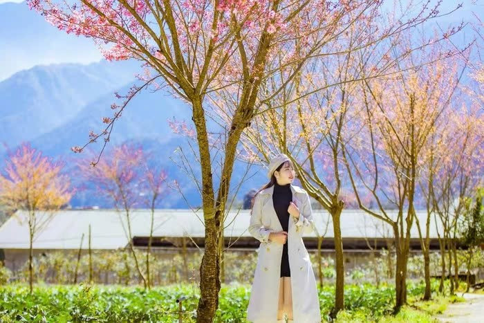 Việt Nam có một nơi được mệnh danh là 'châu Âu thu nhỏ', cách Hà Nội hơn 300km, đang bước vào mùa hoa đẹp nhất năm - ảnh 5