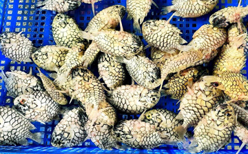 2 loài cá mang tên hoa quả gây sốt: Hình dáng kỳ lạ, hương vị hiếm có, giá bán đắt đỏ vẫn được săn lùng