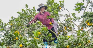Bội thu loại cam đặc sản nổi tiếng Thanh Hóa