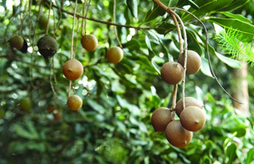 'Hoàng hậu của các loại hạt' đặc sản sang chảnh, đắt đỏ bậc nhất thế giới: Việt Nam lại trồng nhiều, giá tới 300.000 đồng/kg