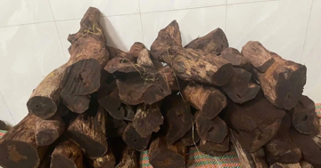 Quảng Trị: Dân đổ xô vào rừng ‘săn gỗ’ phong thuỷ bán 3 triệu đồng/kg