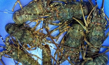 Trung Quốc mê mẩn 'vàng dưới nước' của Việt Nam: Thu về 1,2 tỷ USD, mặt hàng sang chảnh nào được ưa chuộng nhất?