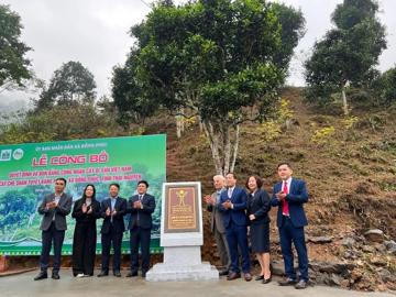 12 cây chè tại Thái Nguyên được công nhận là Cây Di sản Việt Nam