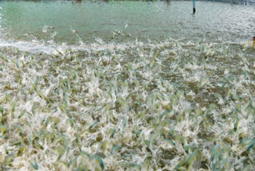 120 ngày kỳ tích xuất hiện tại Cuba khi thu hoạch loài vật tỷ USD mang từ Việt Nam tới