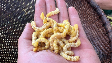 Đặc sản khiến nhiều người rùng mình nhưng 'đại bổ', giới sành ăn tranh nhau mua dù giá hơn 3 triệu đồng/kg